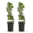 Green boutiQ - Plante grimpante - Hedera helix - Feuillage vert - Persistant - 2 plantes - Pot 11cm Hauteur 40cm
