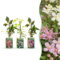 6x Clematis montana Tricolour - Mountain clematis - White - Pink - Light Pink - Climber - Ø9cm - ↕35cm