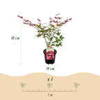 Green boutiQ - Terrassenpflanze - Japanischer Ahorn - Acer palmatum Beni Maiko - Rot - 1 Pflanze - Laubabwerfend - Topf 19cm Höhe 70cm