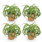 Green boutiQ - Plante d'intérieur - Chlorophytum comosum Bonnie - Phalangère frisée - Plante adaptée aux animaux domestiques - Vert - 4 Plantes - avec Panier - Pot 12cm - Hauteur 20cm