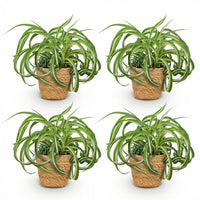 Green boutiQ - Kamerplant - Chlorophytum comosum Bonnie - Krullende Graslelie - Huisdiervriendelijke Plant - Groen - 4 Planten - met Mand - Pot 12cm - Hoogte 20cm