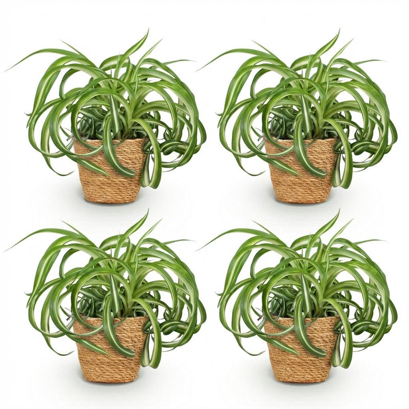 Green boutiQ - Kamerplant - Chlorophytum comosum Bonnie - Krullende Graslelie - Huisdiervriendelijke Plant - Groen - 4 Planten - met Mand - Pot 12cm - Hoogte 20cm