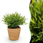 Green boutiQ - Zimmerpflanze - Bambusa Pogonatherum Monica - Bambusgras - Haustierfreundliche Pflanze - Grün - 1 Pflanze - mit Korb - Topf 12 cm - Höhe 20 cm
