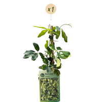 Humulus lup. Nordbrau - Nordbrau hop - Green - Climber - Ø9cm - ↕35cm