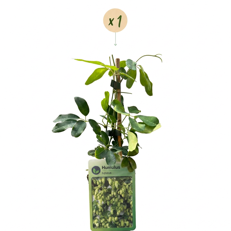 Humulus lup. Nordbrau - Nordbrau-Hopfen - Grün - Kletterpflanze - Ø9cm - ↕35cm