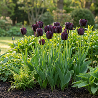 48x Tulipa Triumph Black - Triomftulp - Donker Paars - Voorjaarsbloeier - Bolmaat 11/12