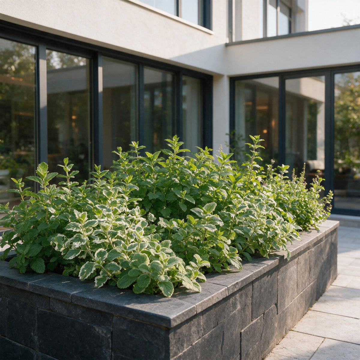 Vasteplant - Borderpakket - Theekruiden - Diversen - Soorten en kleuren - 12 Planten - Pot 11cm - Hoogte 15-25cm