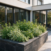 Vasteplant - Borderpakket - Theekruiden - Diversen - Soorten en kleuren - 12 Planten - Pot 11cm - Hoogte 15-25cm