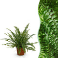 Green boutiQ - Plante d'intérieur - Nephrolepsis exaltata Green Lady - Fougère - Plante adaptée aux animaux domestiques - Vert - 1 plante - Pot 12 cm - Hauteur 25 cm
