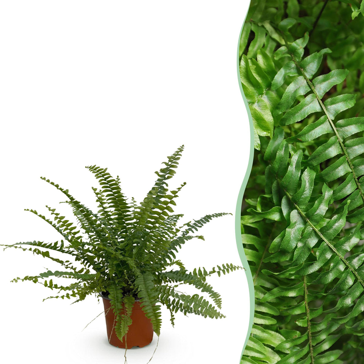 Green boutiQ - Plante d'intérieur - Nephrolepsis exaltata Green Lady - Fougère - Plante adaptée aux animaux domestiques - Vert - 1 plante - Pot 12 cm - Hauteur 25 cm
