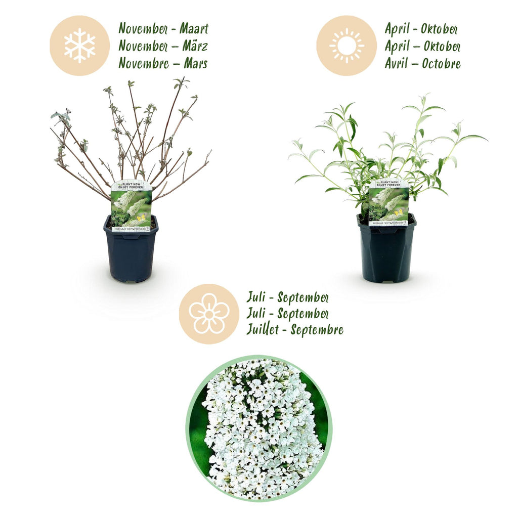 Green boutiQ - Gartenpflanze - Buddleja davidii White Profusion - Schmetterlingsflieder - Winterhart - Weiß - 1 Pflanze - Topf 17cm - Höhe 45cm