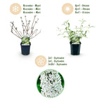 Green boutiQ - Gartenpflanze - Buddleja davidii White Profusion - Schmetterlingsflieder - Winterhart - Weiß - 1 Pflanze - Topf 17cm - Höhe 45cm