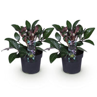 Green boutiQ - Tuinplant - Lenten Rose - Helleborus lividus Purple Marble - Paarse Bloem -2 Planten - Groenblijvend - Pot 14cm Hoogte 35cm