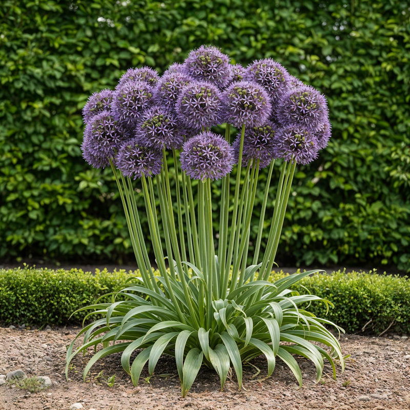 Green boutiQ - Bloembollen - Allium Gladiator - Kleur Paars - 5 stuks - Bolmaat 16/18 - XXL Pack