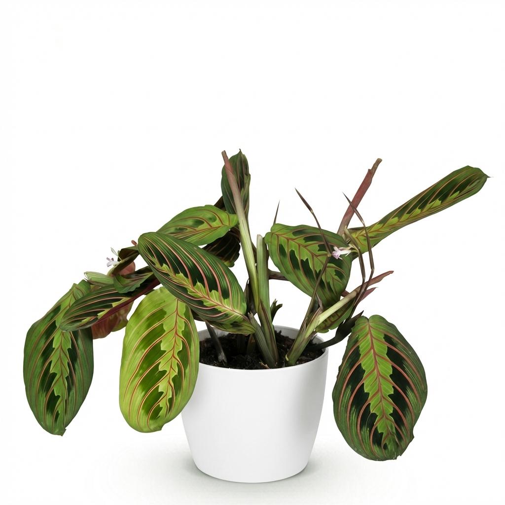 Green boutiQ - Zimmerpflanze - Maranta Fascinator Tricolour - Gebetspflanze - Haustierfreundliche Pflanze - Grün - 1 Pflanze - mit Topf Weiß - Topf 12 cm - Höhe 25 cm