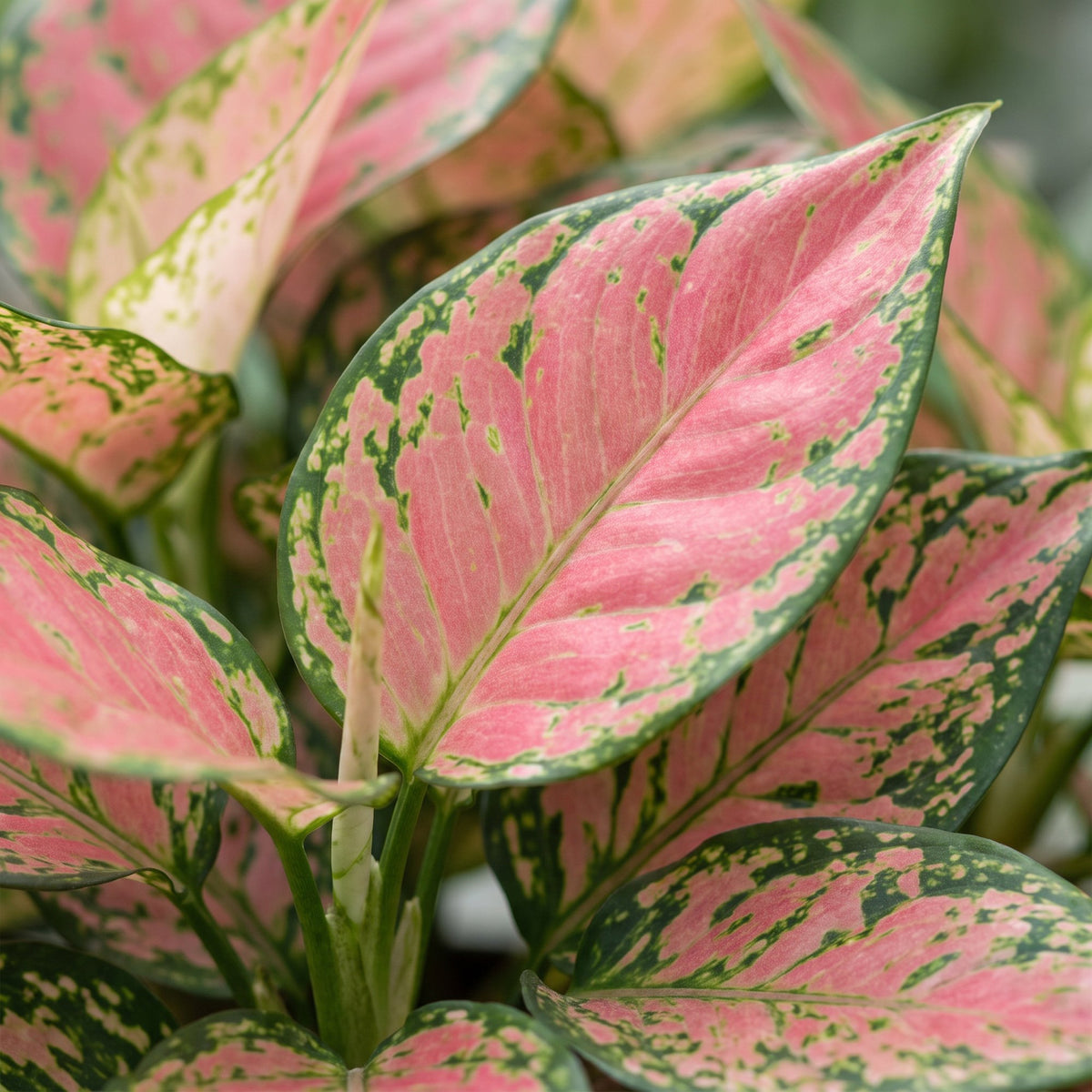 Aglaonema Red Valentine - Red Valentine Chinese Evergreen - Pink - Tropical - Ø6cm - ↕12cm