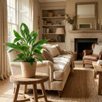 Green boutiQ - Zimmerpflanze - Einblatt - Spathiphyllum - Weiß - Pflegeleicht - 1 Pflanze - mit Korb - Topf 21cm - Höhe 70 - 80cm