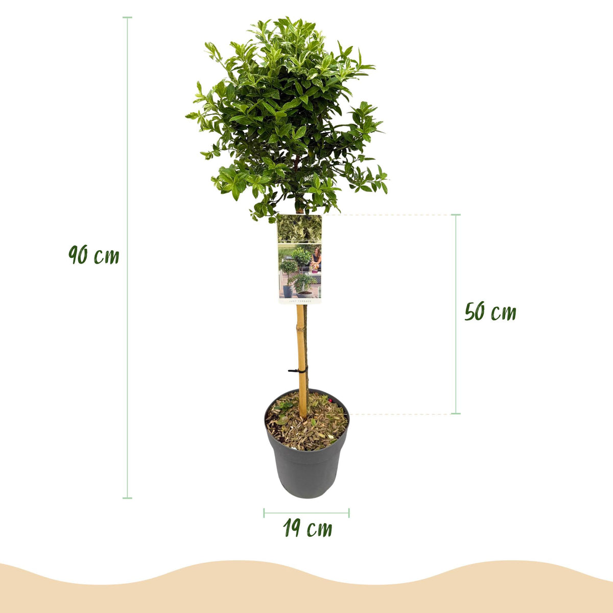 Green boutiQ - Plante sur tige - Euonymus fortunei Harlequin - Plante de terrasse - Persistant - Rustique - Feuillage vert et blanc - Pot 19cm Hauteur 90cm
