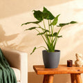 Green BoutiQ - Plantes d'intérieur - Alocasia Cucullata - Main de Bouddha - Faible entretien - Vert - 1 Plante - avec Pot Gris - Pot 21cm - Hauteur 65-70cm