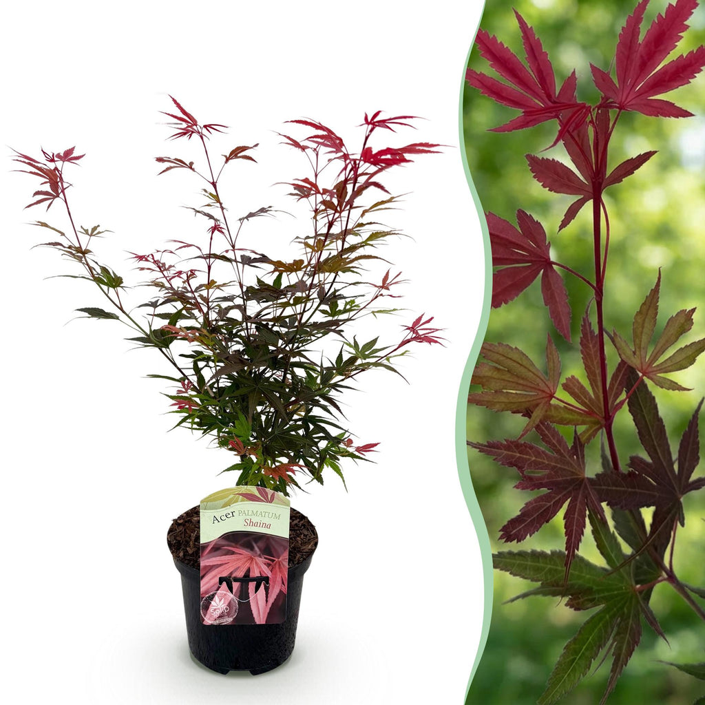 Green boutiQ - Plante de terrasse - Érable du Japon - Acer palmatum Shaina - Rouge - 1 plante - Caduc - Pot 19cm Hauteur 70cm