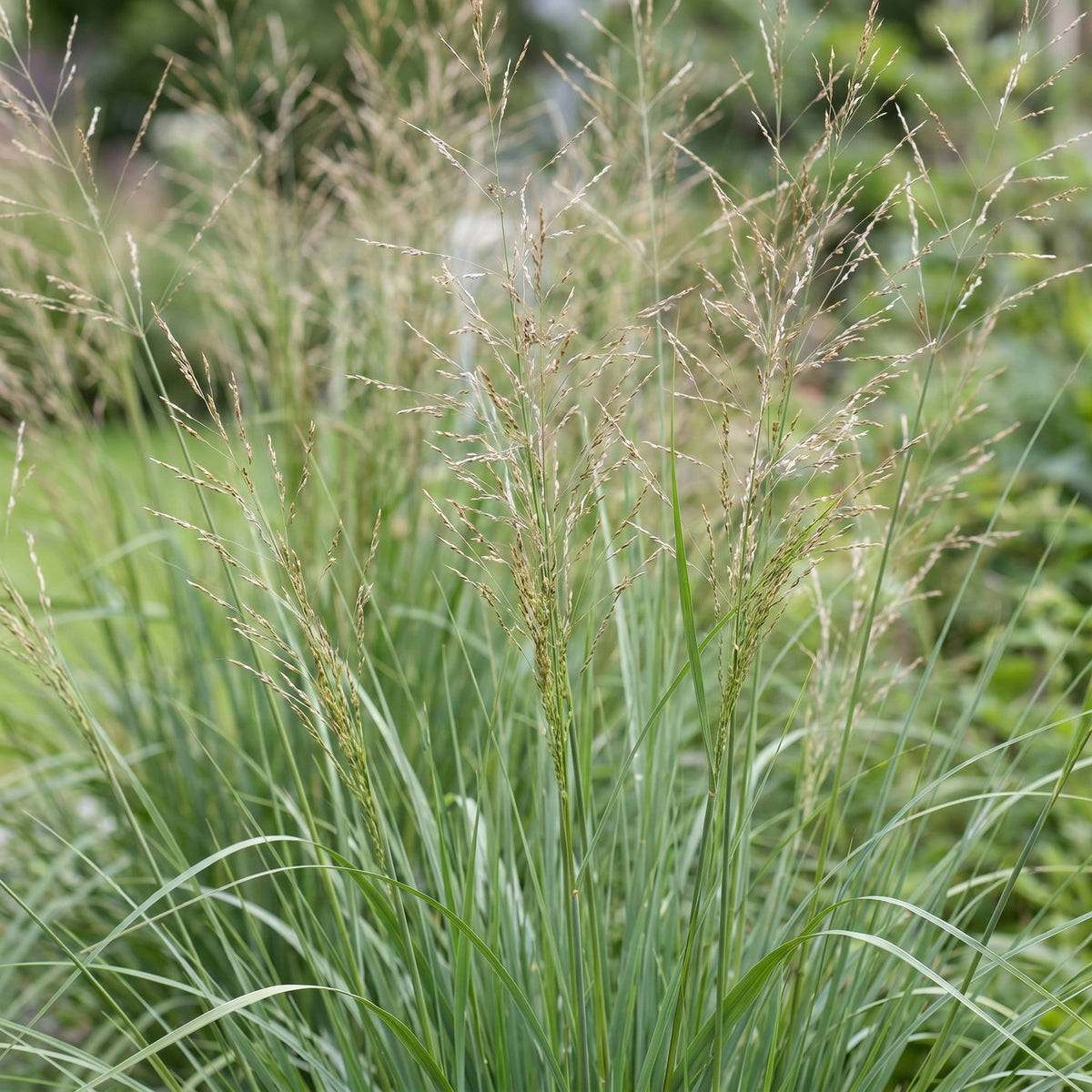 Green boutiQ - Gräser - Molinia arund. Karl Foerster - Pfeifengras - Mit Rispen - Grün - 12 Pflanzen - Topf 11cm - Höhe 15-25cm