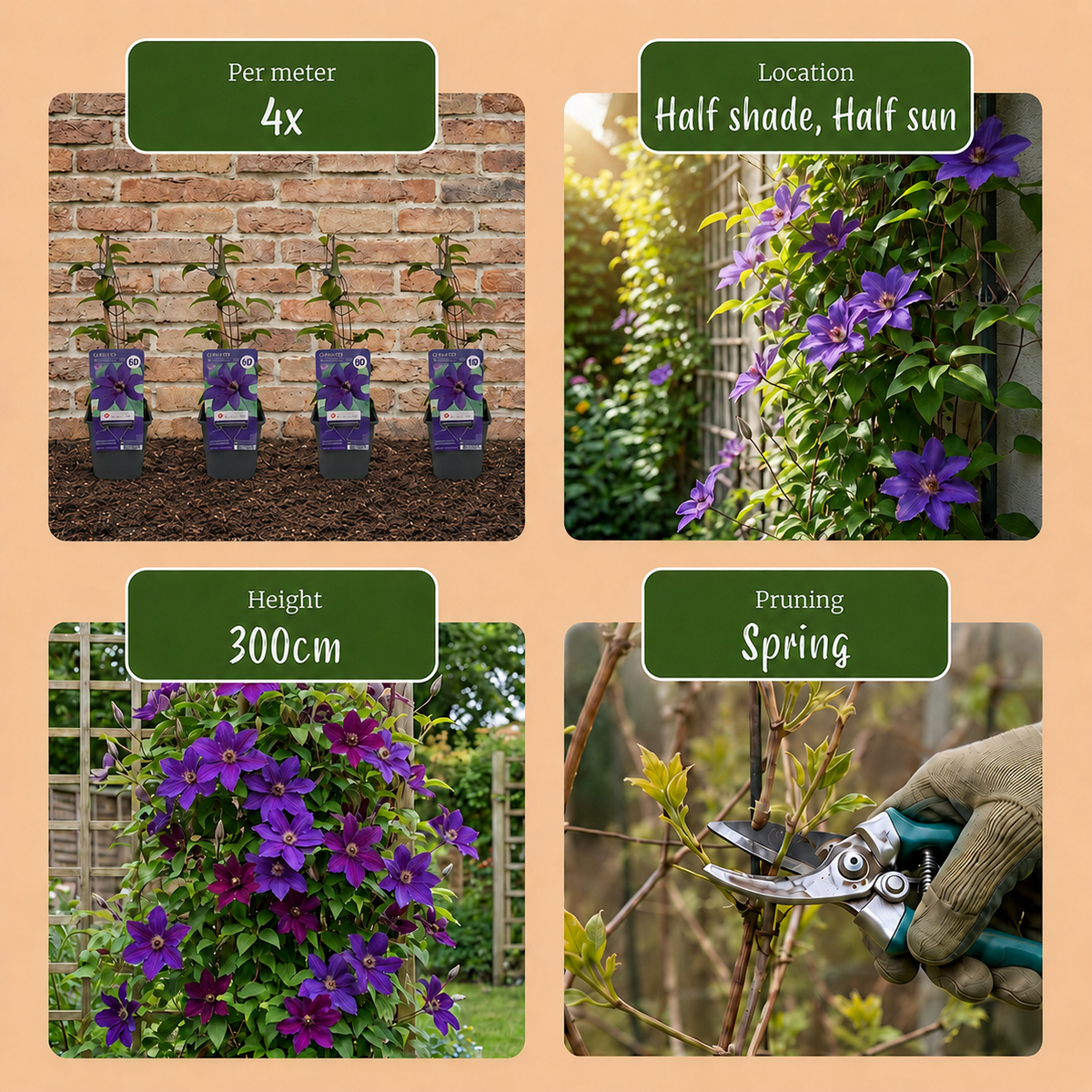 4x Clematis The President - Bosrank - Paars - Klimplant - Ø9cm - ↕35cm