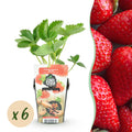 Green boutiQ - Plants fruitiers - Fraise - Fragaria Elsanta - Rustique - 6 plantes - Pot 9 cm - Fraise rouge