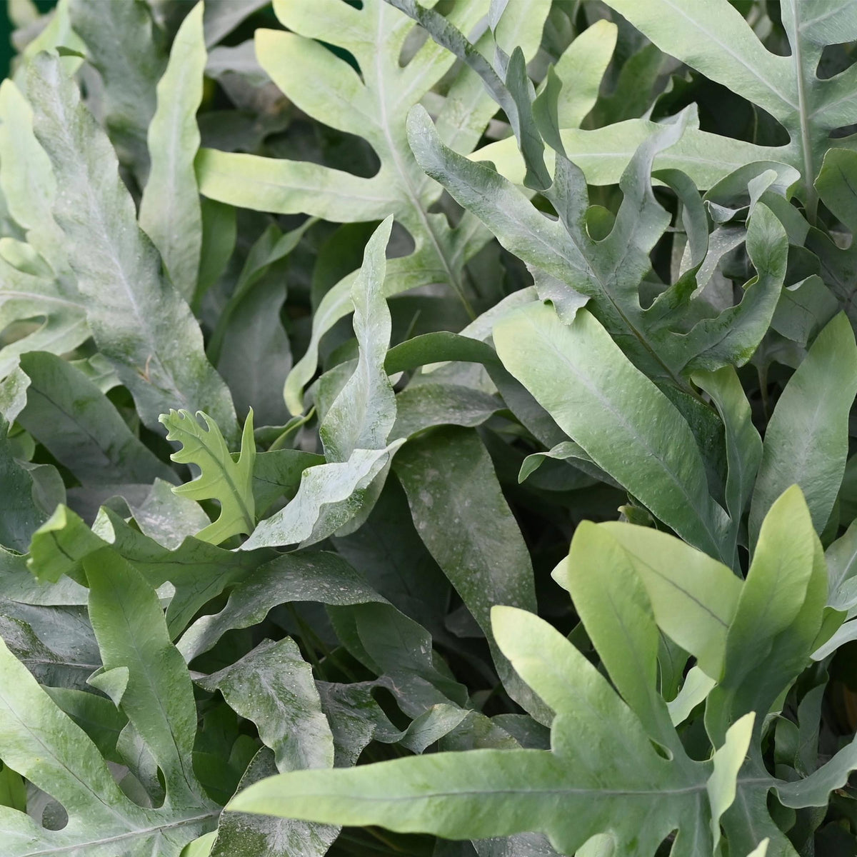 Green boutiQ - Zimmerpflanze - Phlebodium aureum Blue Star - Blaublattfarn - Haustierfreundliche Pflanze - Blau - 1 Pflanze - mit Topf Weiß - Topf 12cm - Höhe 25cm