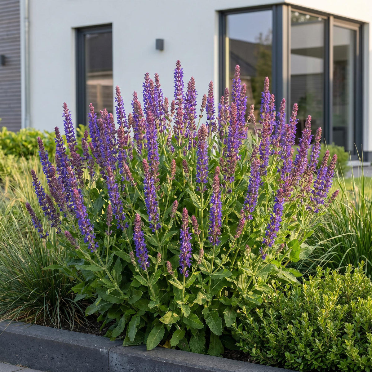 Green boutiQ - Vivace - Salvia nem. Sense Deep Blue - Sauge - Attire les abeilles et les papillons - Violet - 12 plantes - Pot 11 cm - Hauteur 15-25 cm