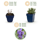 Green boutiQ - Plante vivace - Lavandula ang. Dwarf Blue - Lavande - Parfumée - Violet - 12 Plantes - Pot 11cm - Hauteur 15-25cm