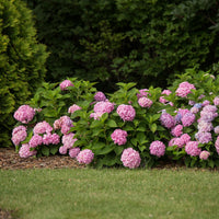 Green boutiQ - Tuinplant - Hydrangea Endles Summer The Original Pink - Hortensia - Winterhard - Roze - 2 Planten - Pot 14cm - Hoogte 20-25cm