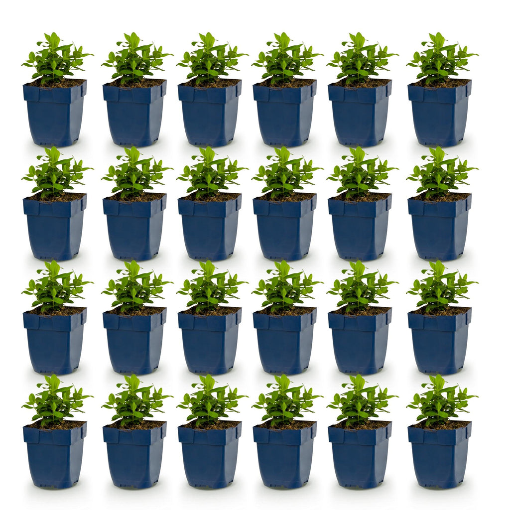 Green boutiQ - Stauden - Hypericum calycinum - Johanniskraut - Bienen- und Schmetterlingsmagnet - Gelb - 24 Pflanzen - Topf 11cm - Höhe 15-25cm