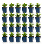 Green boutiQ - Stauden - Hypericum calycinum - Johanniskraut - Bienen- und Schmetterlingsmagnet - Gelb - 24 Pflanzen - Topf 11cm - Höhe 15-25cm