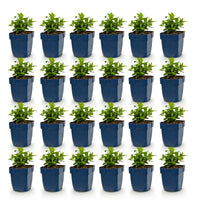 Green boutiQ - Vasteplant - Hypericum calycinum - Sint-Janskruid - Bijen- en vlinderlokkers - Geel - 24 Planten - Pot 11cm - Hoogte 15-25cm