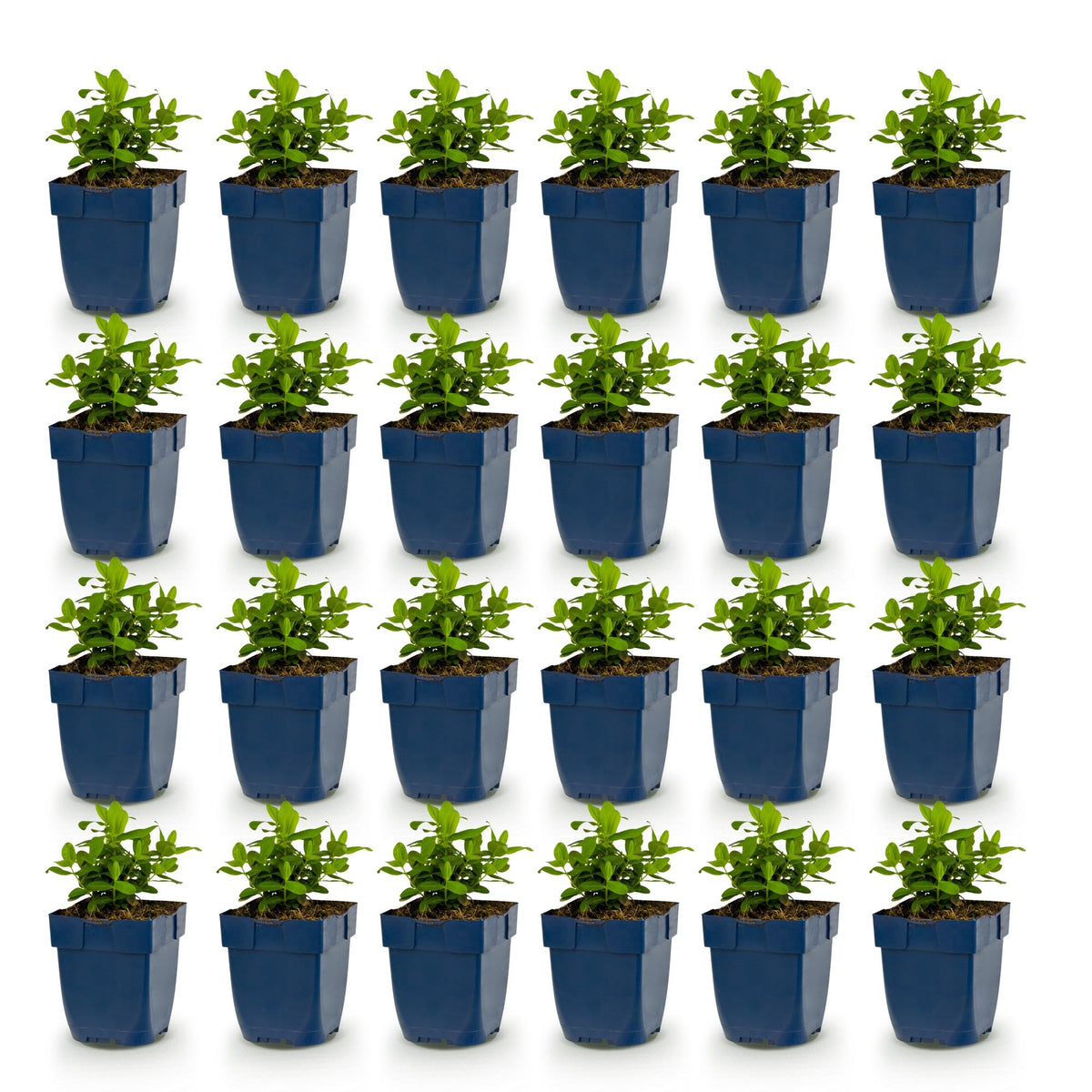 Green boutiQ - Stauden - Hypericum calycinum - Johanniskraut - Bienen- und Schmetterlingsmagnet - Gelb - 24 Pflanzen - Topf 11cm - Höhe 15-25cm