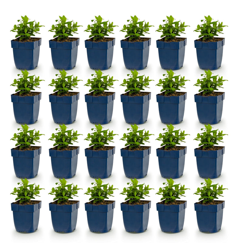 Green boutiQ - Vasteplant - Hypericum calycinum - Sint-Janskruid - Bijen- en vlinderlokkers - Geel - 24 Planten - Pot 11cm - Hoogte 15-25cm
