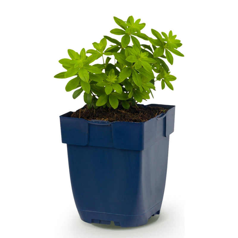 Green boutiQ - Vasteplant - Galium odoratum - Walstro - Bodembedekkend - Wit - 1 Plant - Pot 11cm - Hoogte 15-25cm