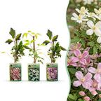 9x Clematis montana Tricolour - Clématite des montagnes - Blanc - Rose - Rose clair - Grimpante - Ø9cm - ↕35cm