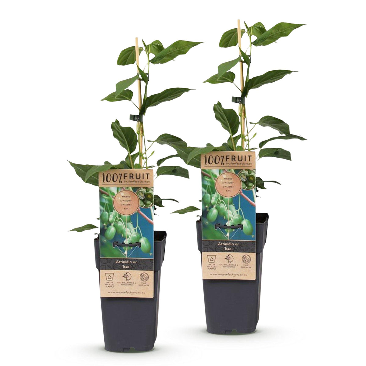 Green boutiQ - Actinidia arguta Issai - Actinidier - Autofertile - Fruit vert - 2 plantes - Pot 15 cm - Hauteur 50 cm