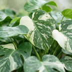 Monstera Thai Constellation - Thai Constellation Monstera - Green - White - Tropical - Ø6cm - ↕14cm