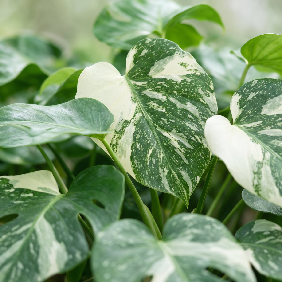Monstera Thai Constellation - Thai Constellation Monstera - Green - White - Tropical - Ø6cm - ↕14cm