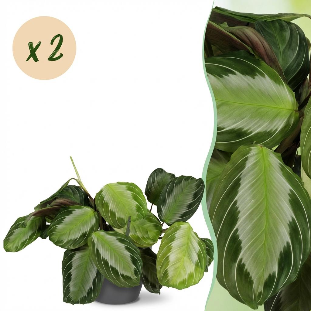 Green boutiQ - Zimmerpflanze - Maranta Fascinator Silverband - Gebetspflanze - Haustierfreundliche Pflanze - Grün - 2 Pflanzen - mit Topf Grau - Topf 12cm - Höhe 25cm