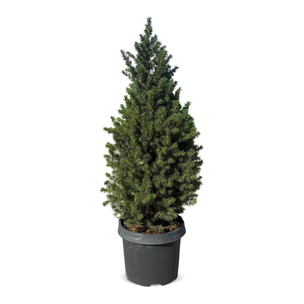 Picea glauca Conica - Dwarf Alberta Spruce - Green - Christmas tree - Ø23cm - ↕80cm