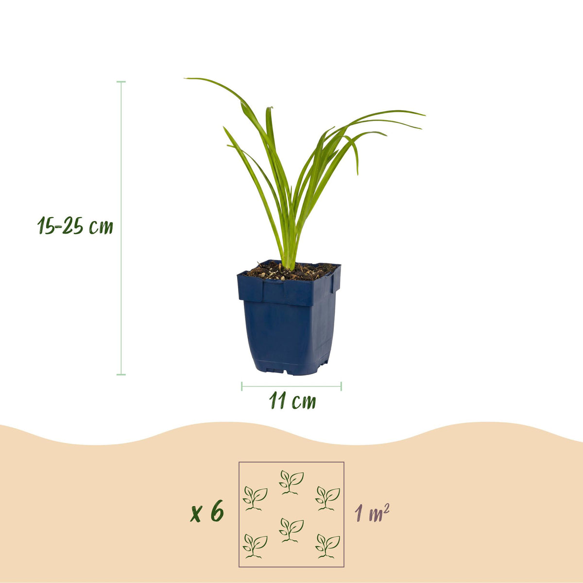 Green boutiQ - Stauden - Hemerocallis Arctic Snow - Taglilie - Bienen- und Schmetterlingsmagnet - Creme - 1 Pflanze - Topf 11cm - Höhe 15-25cm