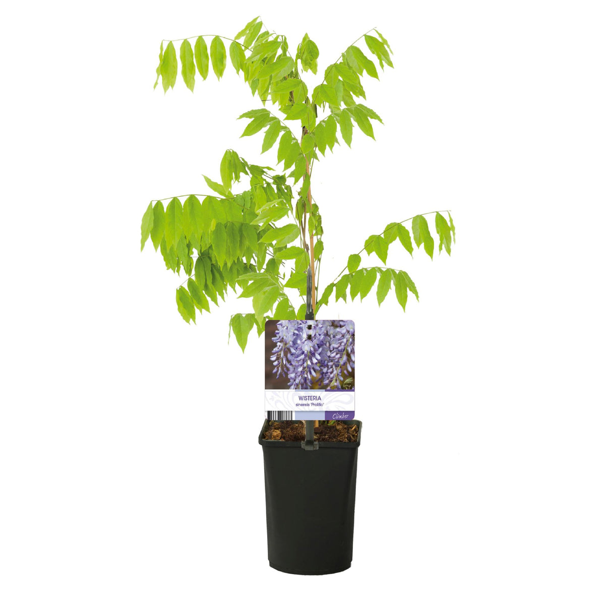 Green boutiQ - Glycine - Wisteria floribunda Prolific - Fleur bleue - 1 plante - Pot 11cm Hauteur 40cm