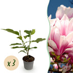Green boutiQ - Gartenpflanze - Magnolia soulangeana - Blüte Rosa - 3 Pflanzen - Laubabwerfend - Pflegeleicht - Topf 12cm Höhe 30cm