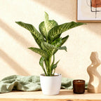 Green BoutiQ - Plantes d'intérieur - Dieffenbachia Tropic Snow - Dieffenbachia - Peu d'entretien - Vert - 1 Plante - avec Pot Blanc - Pot 21cm - Hauteur 90-100cm