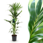 Green boutiQ - Plante d'intérieur - Howea Forsteriana - Palmier Kentia - Entretien facile - Vert - 1 plante - Pot 24cm - Hauteur 140-150cm