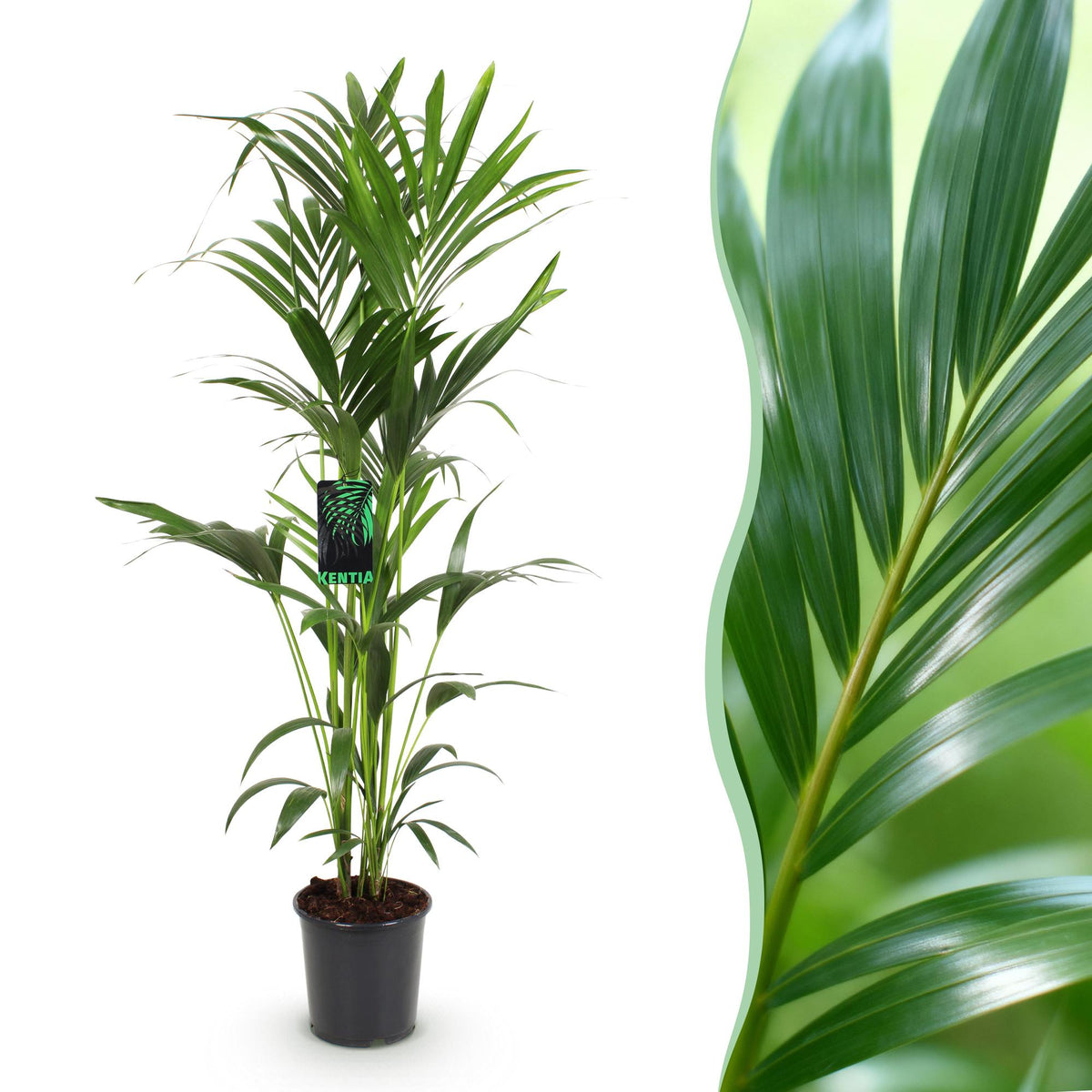 Green boutiQ - Plante d'intérieur - Howea Forsteriana - Palmier Kentia - Entretien facile - Vert - 1 plante - Pot 24cm - Hauteur 140-150cm