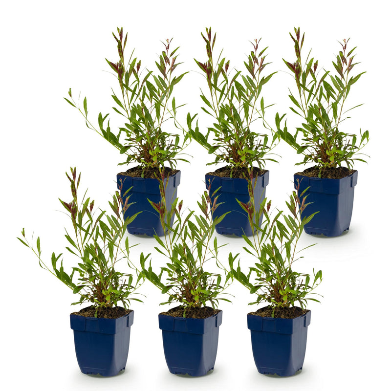 Green boutiQ - Vasteplant - Gaura lindh. Whirling Butterflies - Prachtkaars - Bijen- en vlinderlokkers - Wit - 6 Planten - Pot 11cm - Hoogte 15-25cm